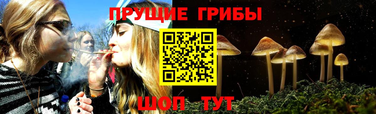 где купить наркоту  Галлюциногенные грибы Psilocybe  Истра  Галлюциногенные грибы мухоморы 